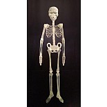 ������ �������������� 
������ ��������������