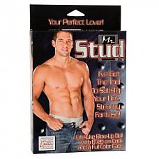   Mr. Stud 
    .  .