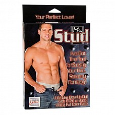   Mr. Stud 1923-01BXSE 
:   MR.